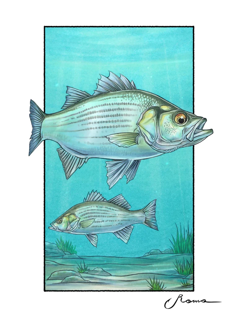 White Bass