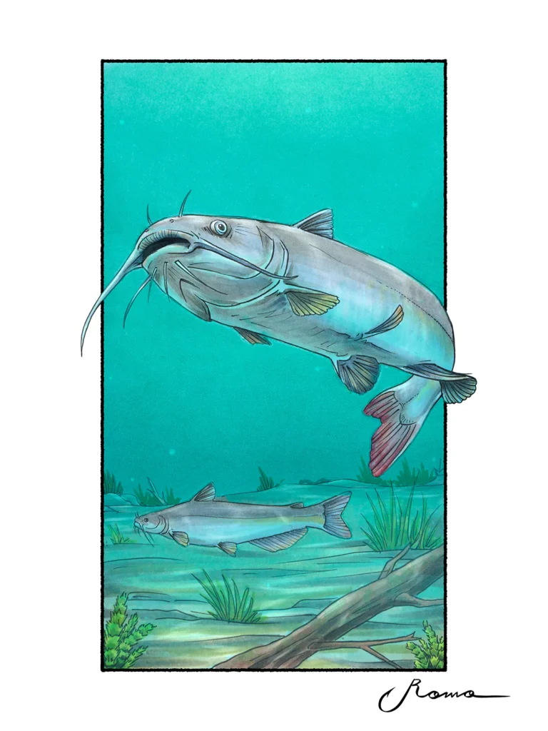 White Catfish