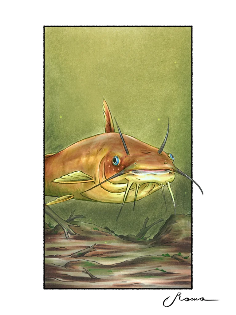 Yellow Bullhead Catfish