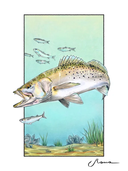 Spotted Sea Trout - Giclee Prints
