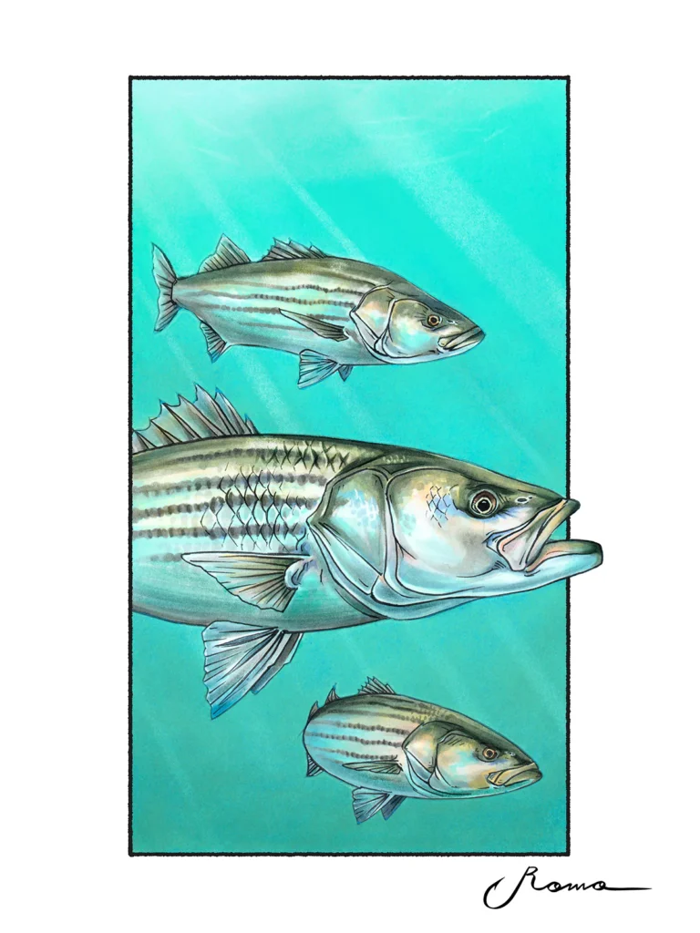 Striped Bass