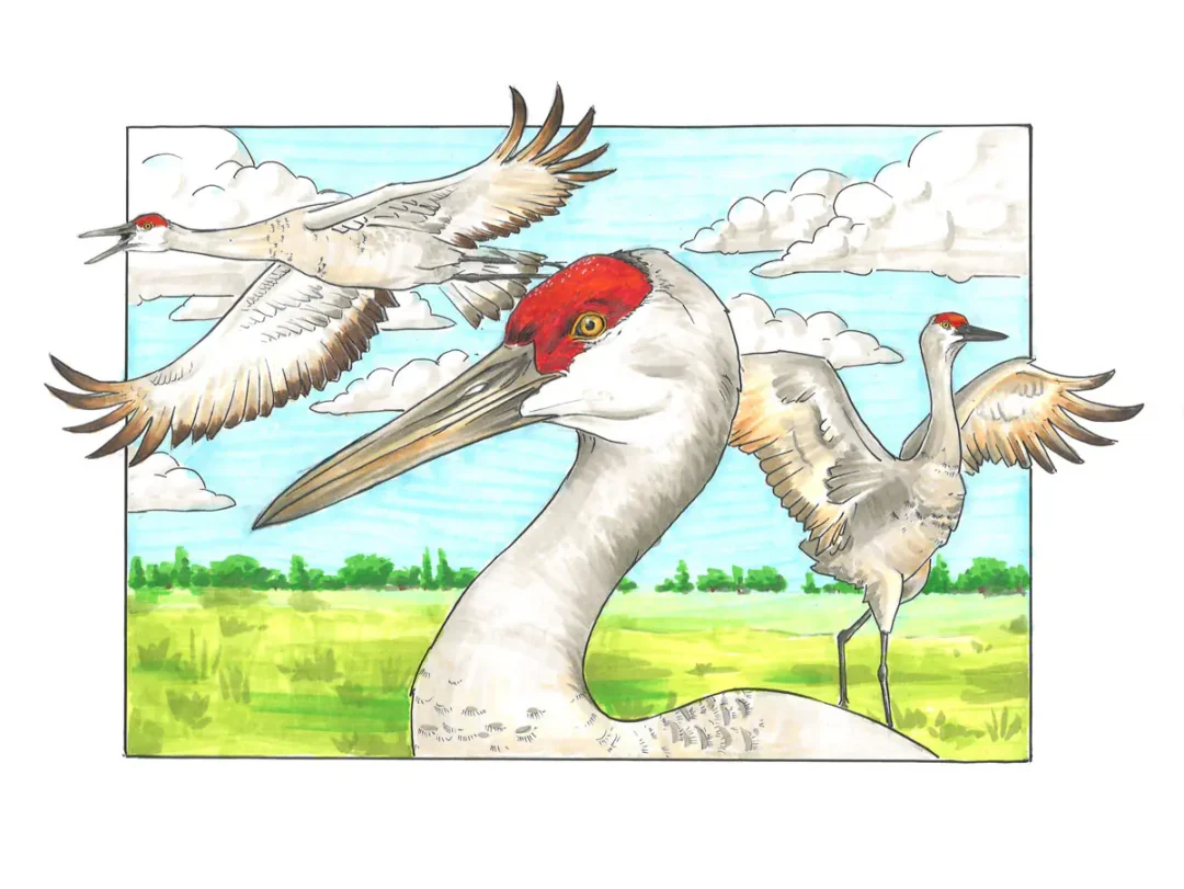 Sandhill Cranes - Fine Art Prints