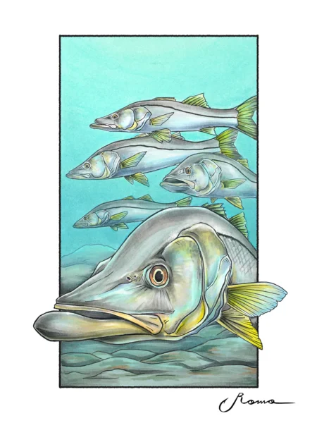 Snook - Giclee Prints