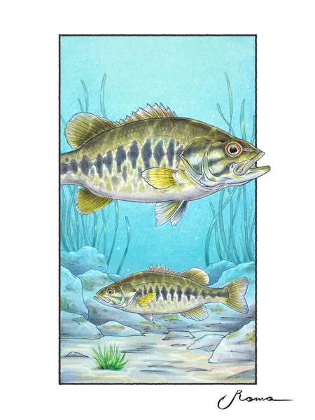 Suwannee Bass - Giclee Prints