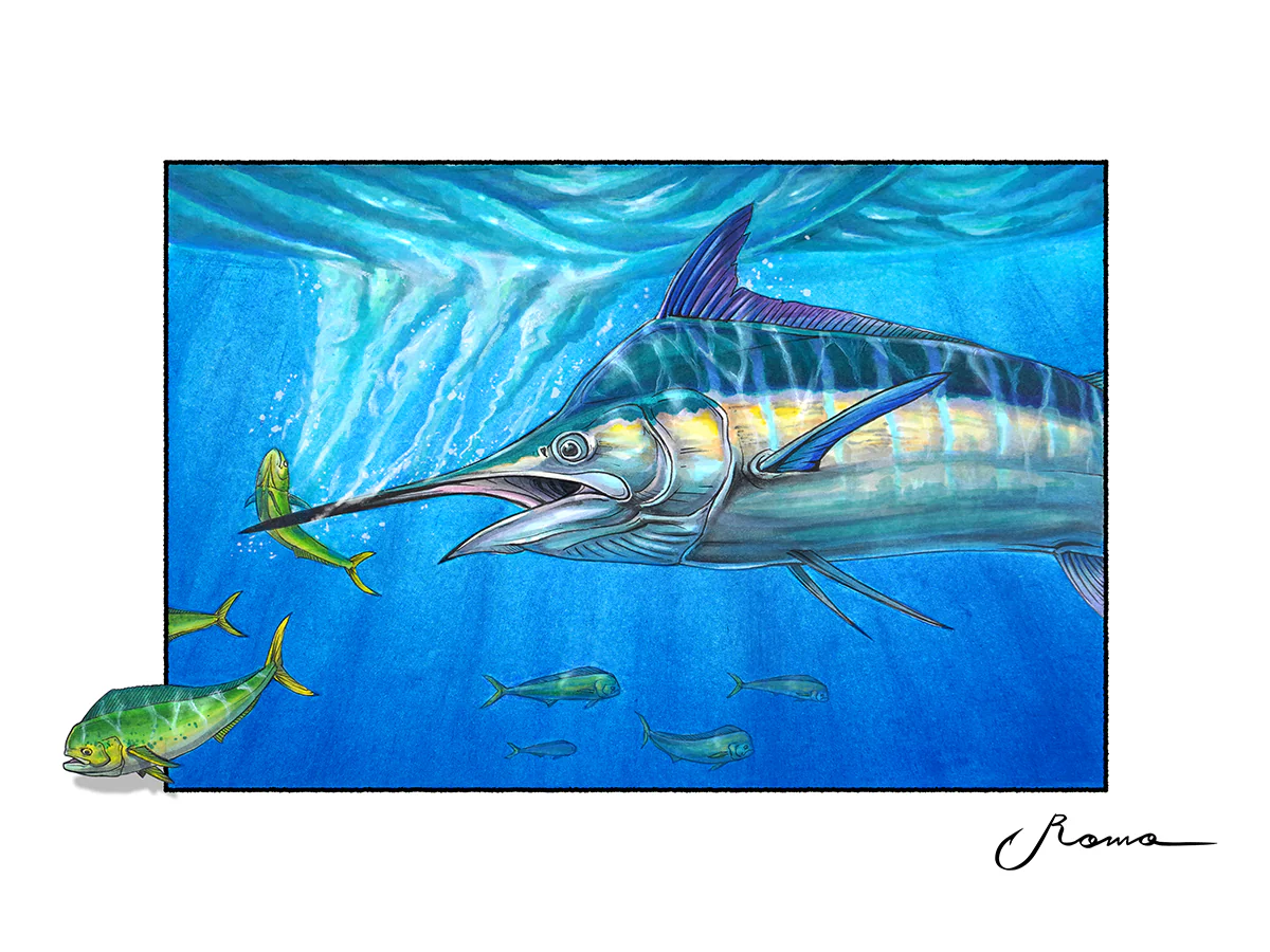Blue Marlin Chasing Dorado - Giclee Prints